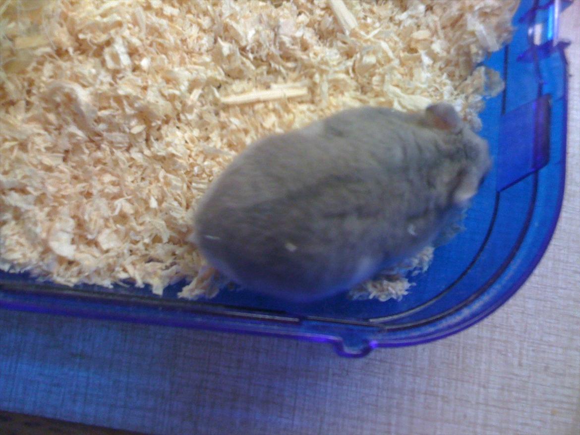 Dværghamster pelle billede 9