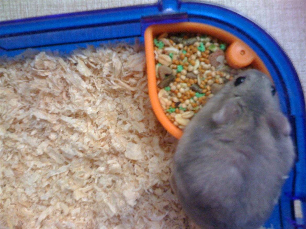 Dværghamster pelle billede 10