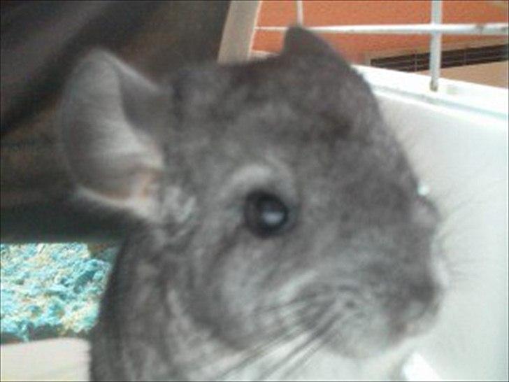 Chinchilla speedy <3  billede 1