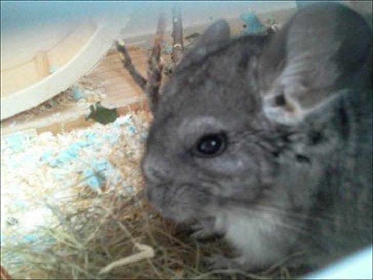 Chinchilla speedy <3  billede 2