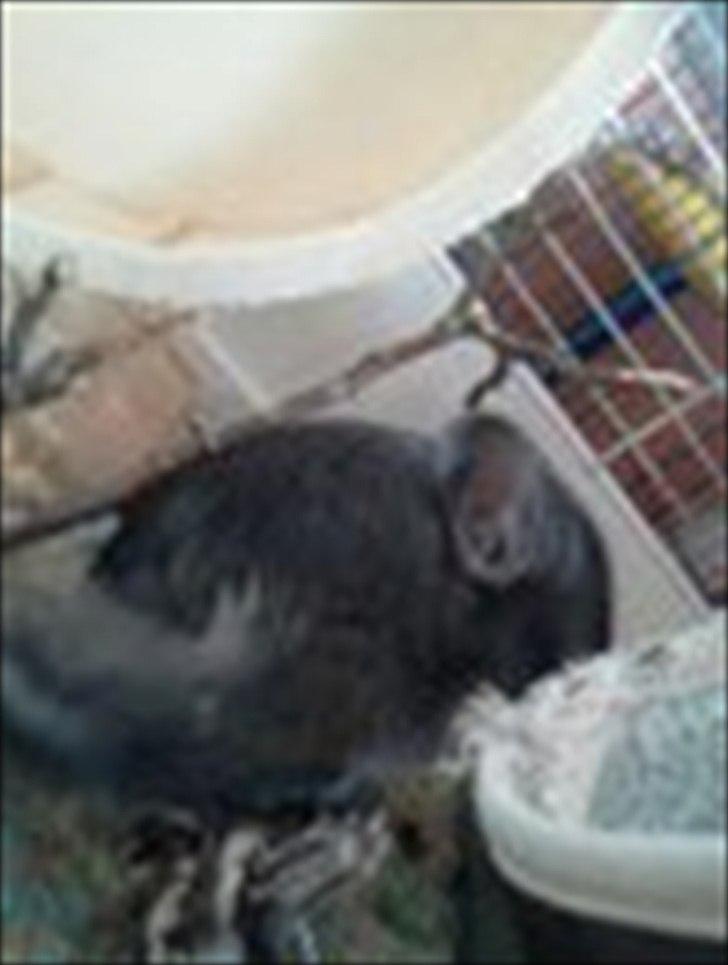 Chinchilla speedy <3  billede 3