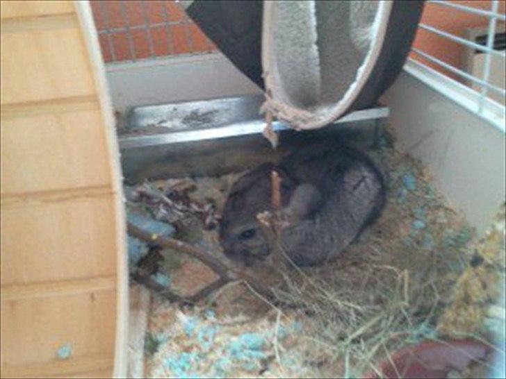 Chinchilla speedy <3  billede 4