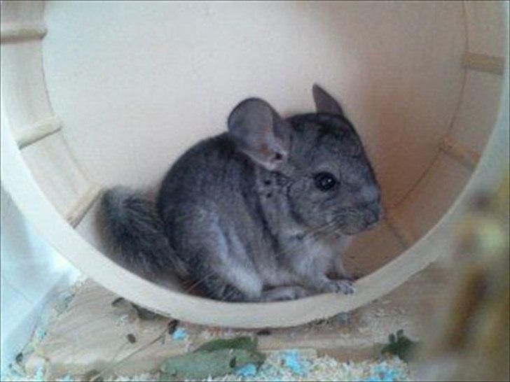 Chinchilla speedy <3  billede 5