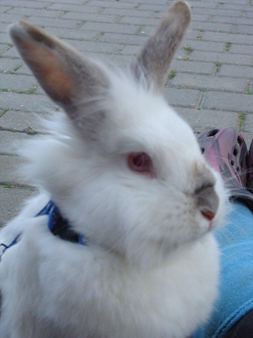 Kanin Tjørnelund's Princess billede 1