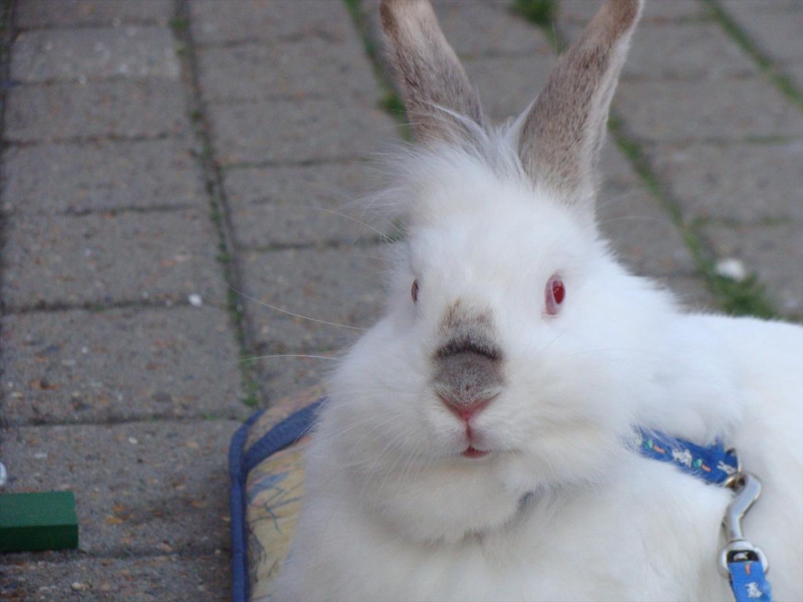 Kanin Tjørnelund's Princess billede 2