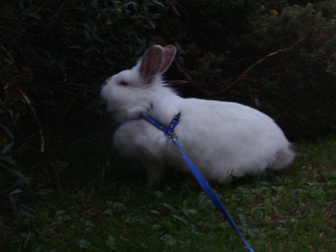 Kanin Tjørnelund's Princess billede 3