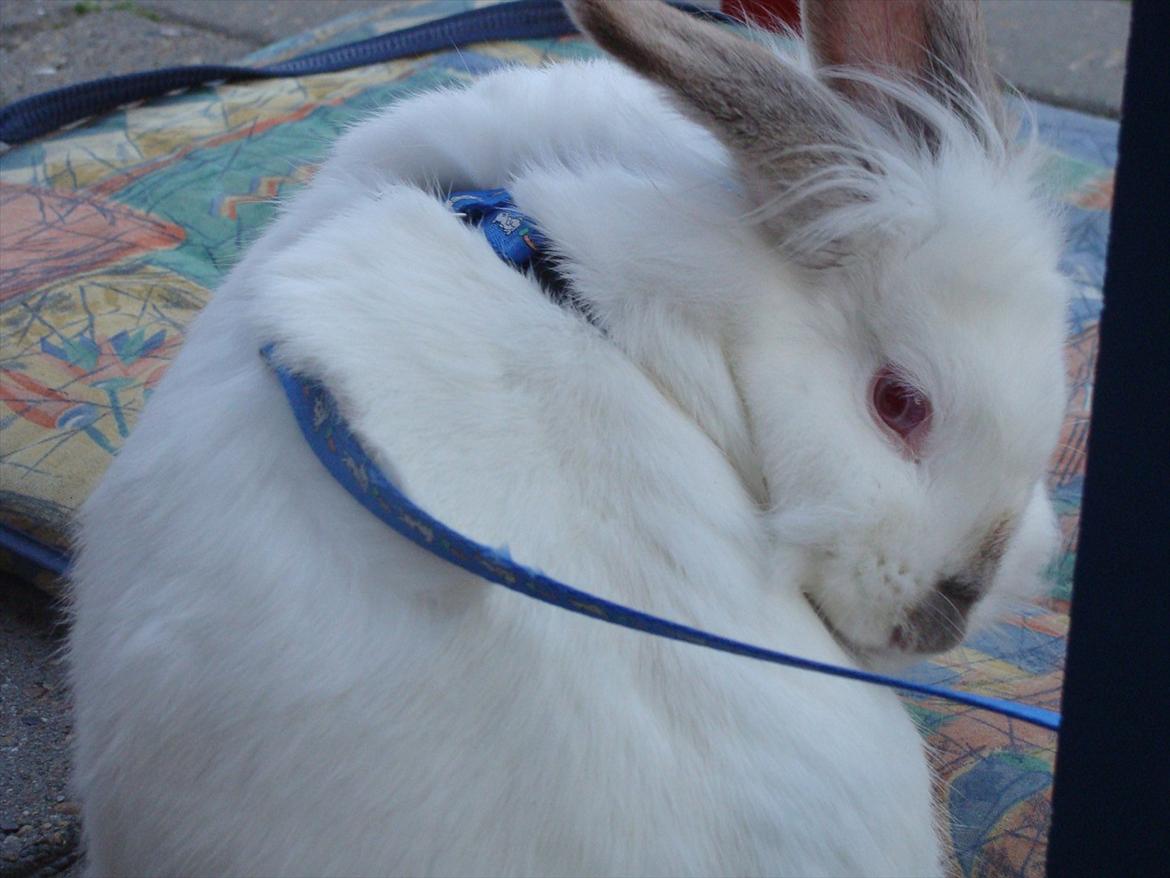 Kanin Tjørnelund's Princess billede 4