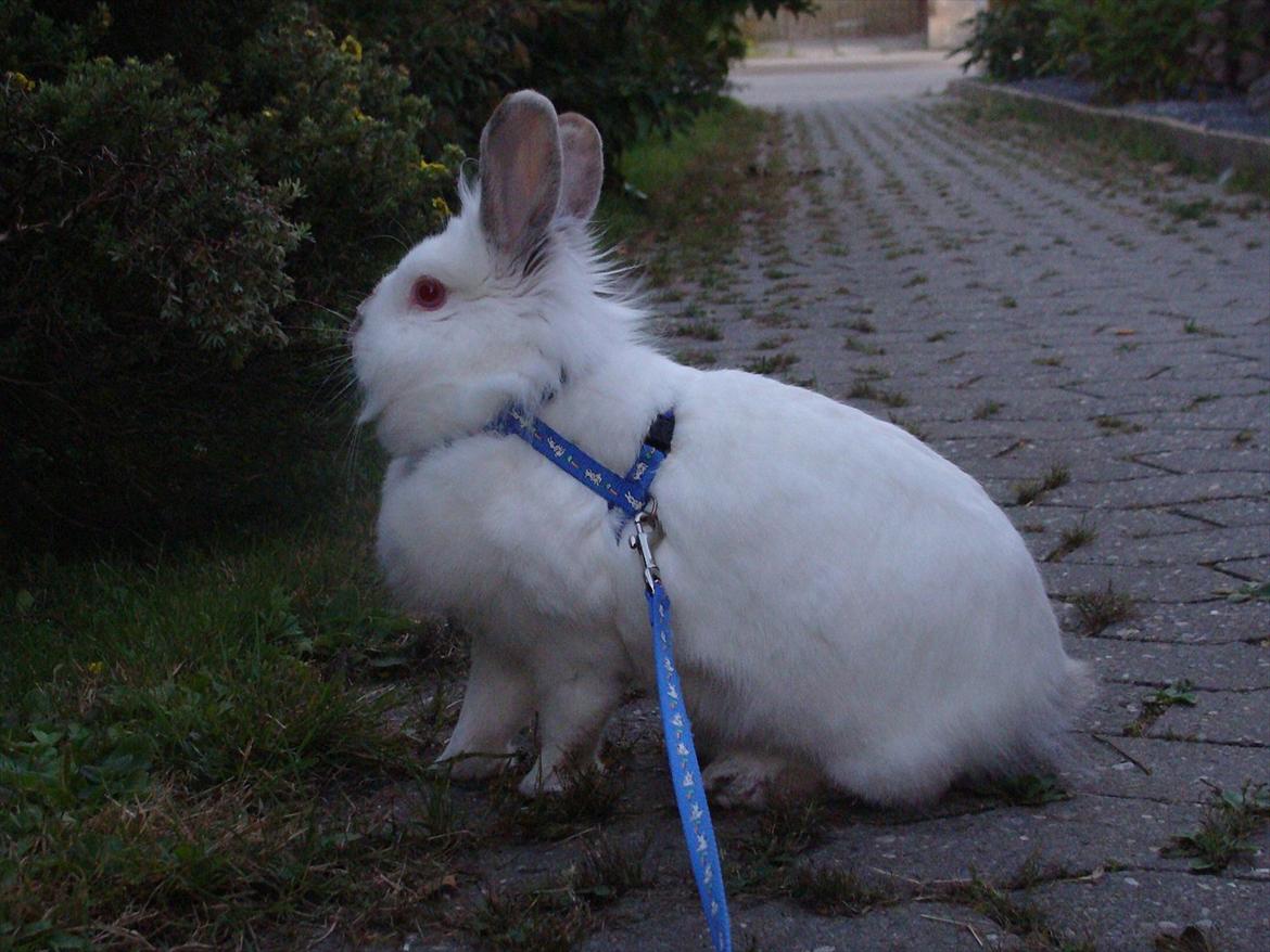 Kanin Tjørnelund's Princess billede 5