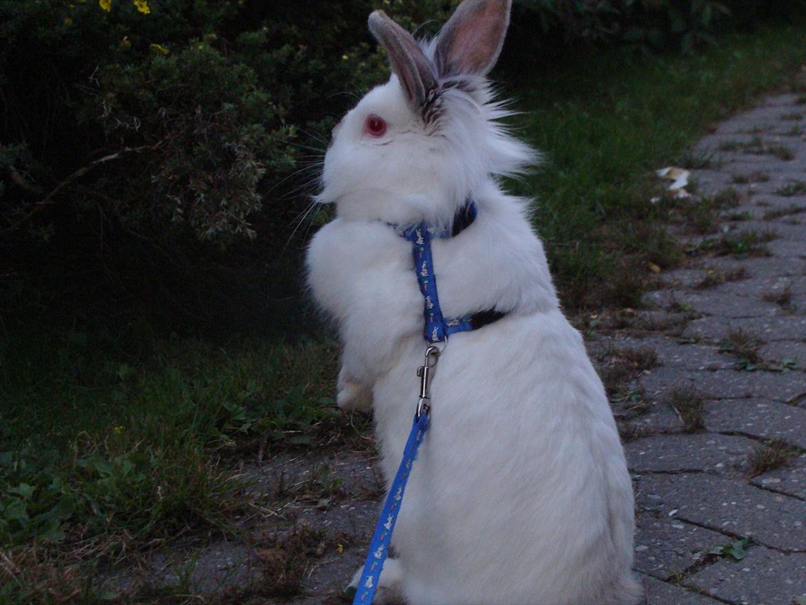 Kanin Tjørnelund's Princess billede 6