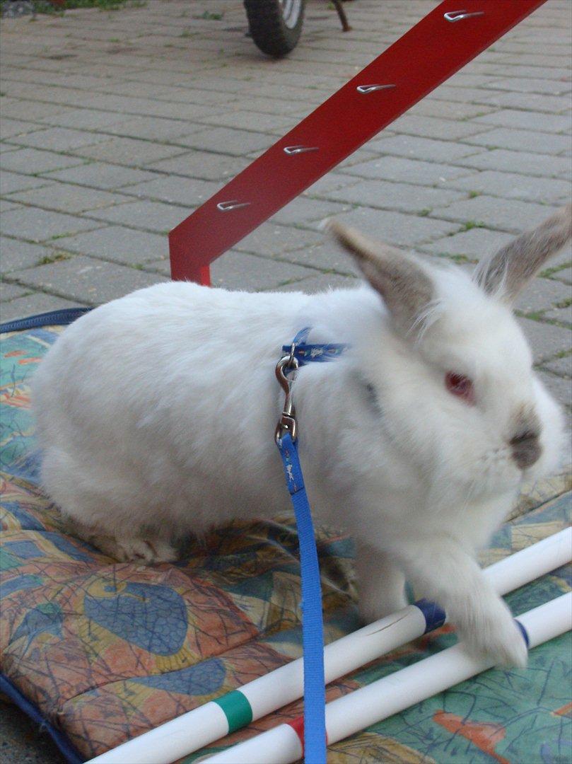 Kanin Tjørnelund's Princess billede 7