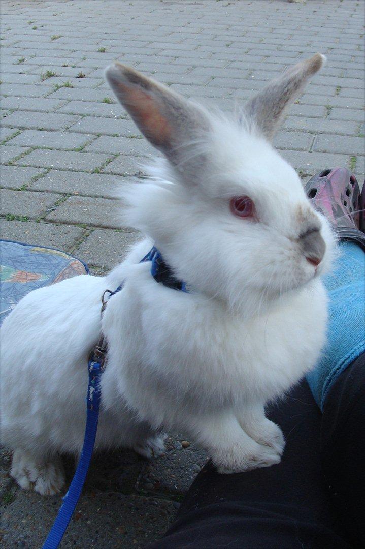 Kanin Tjørnelund's Princess billede 8