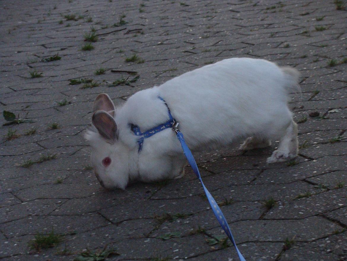 Kanin Tjørnelund's Princess billede 9