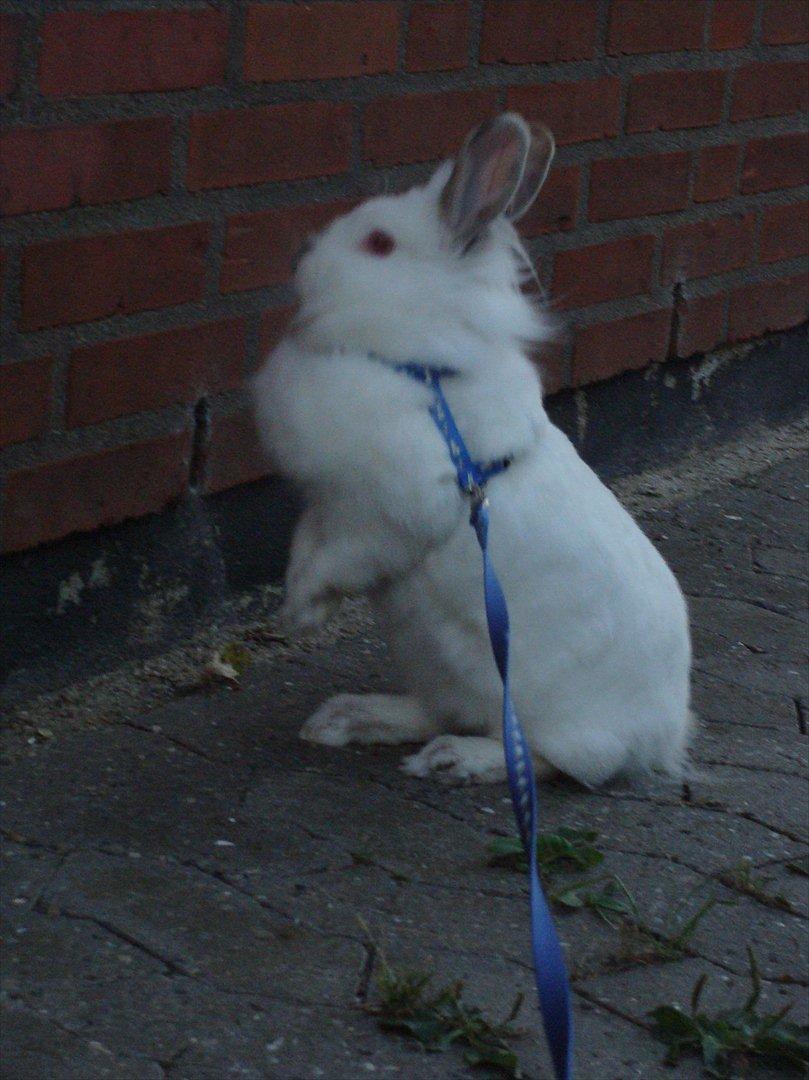 Kanin Tjørnelund's Princess billede 10