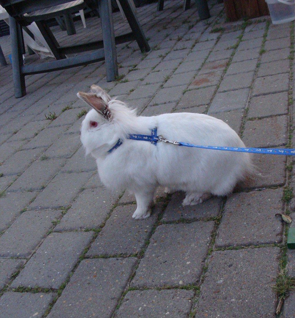 Kanin Tjørnelund's Princess billede 11