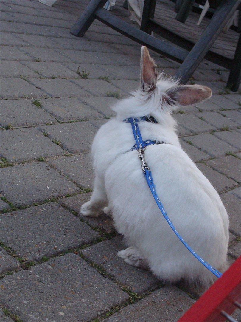 Kanin Tjørnelund's Princess billede 12