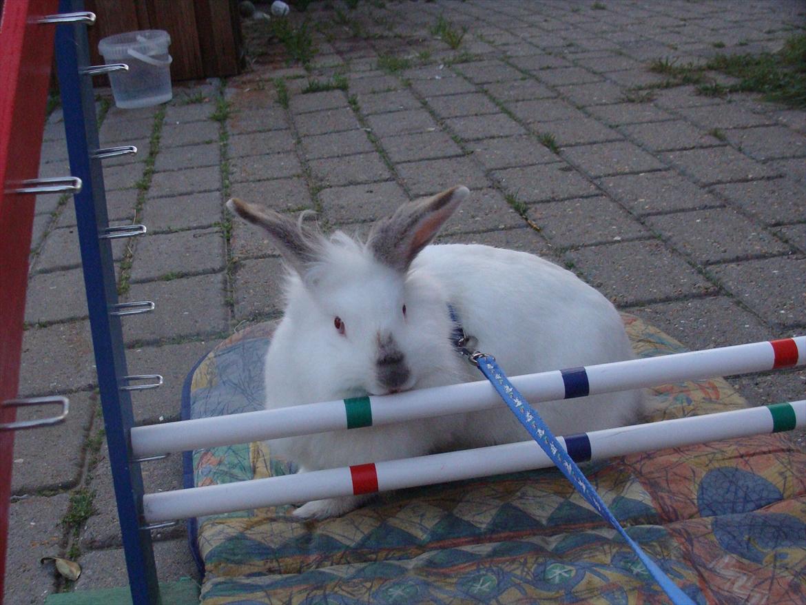 Kanin Tjørnelund's Princess billede 13