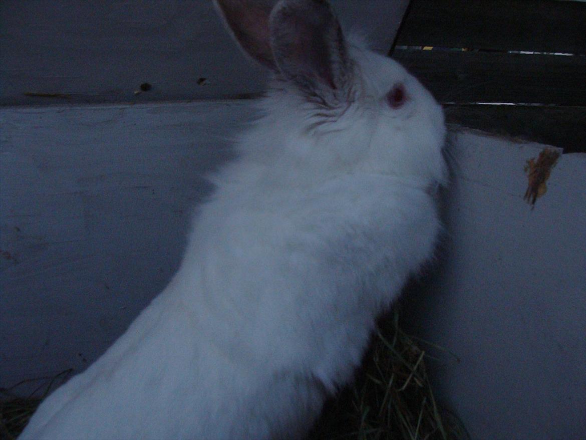 Kanin Tjørnelund's Princess billede 14