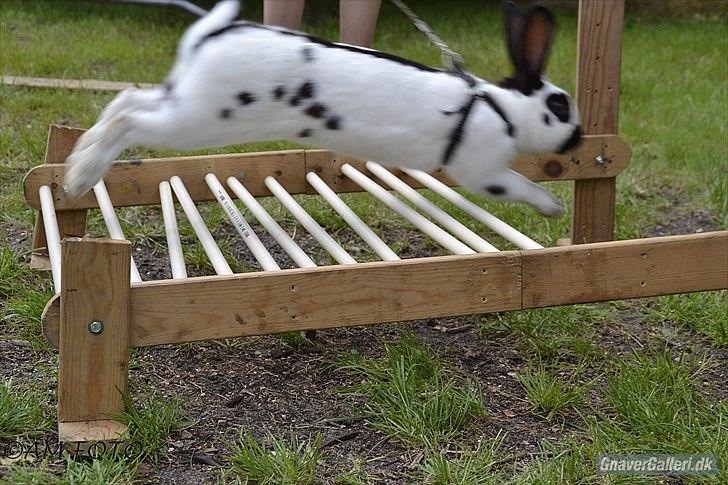 Kanin Team Winther`s Spidermann  <3 R.I.P. billede 17