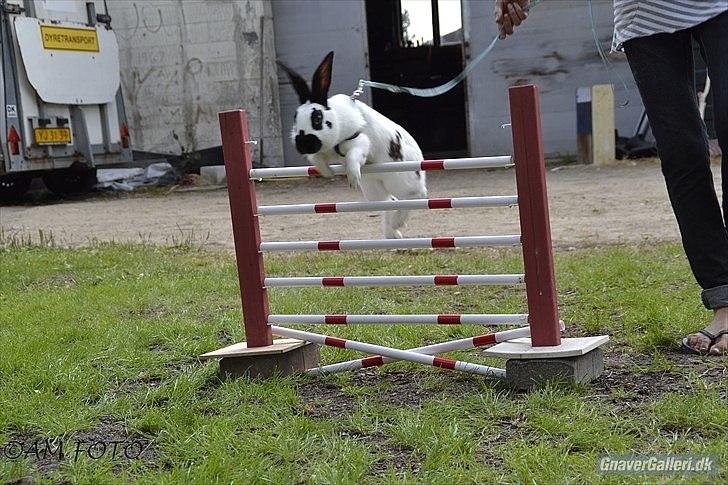 Kanin Team Winther`s Spidermann  <3 R.I.P. billede 18