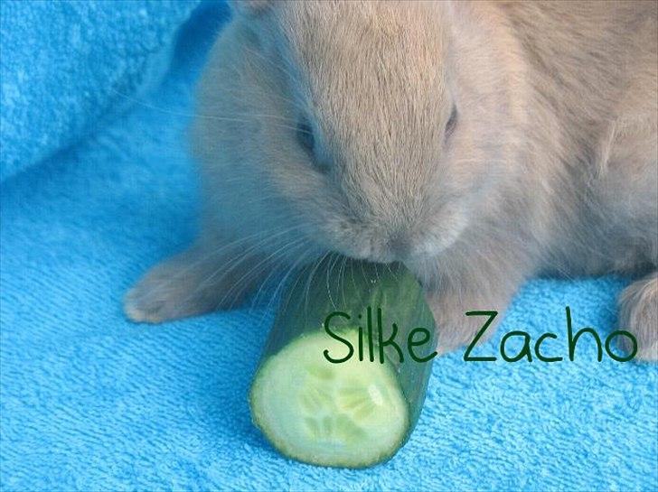 Kanin Zachos Blue Al Jane - Blue spiser Agurk billede 5