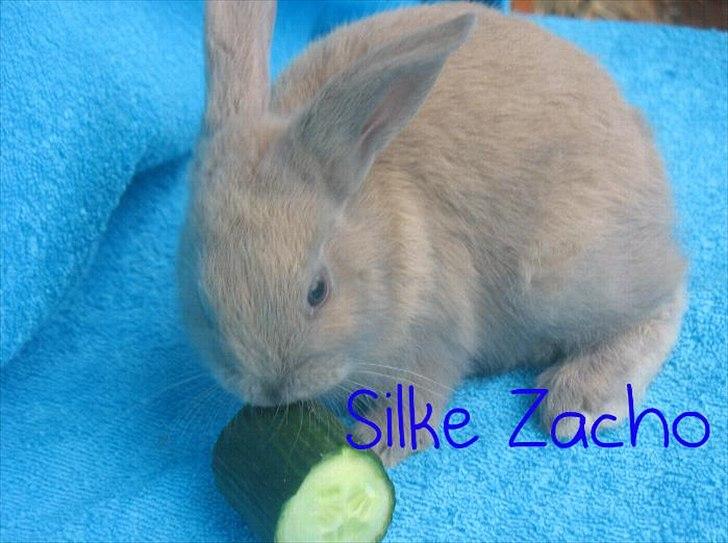 Kanin Zachos Blue Al Jane - Blue spiser Agurk billede 6