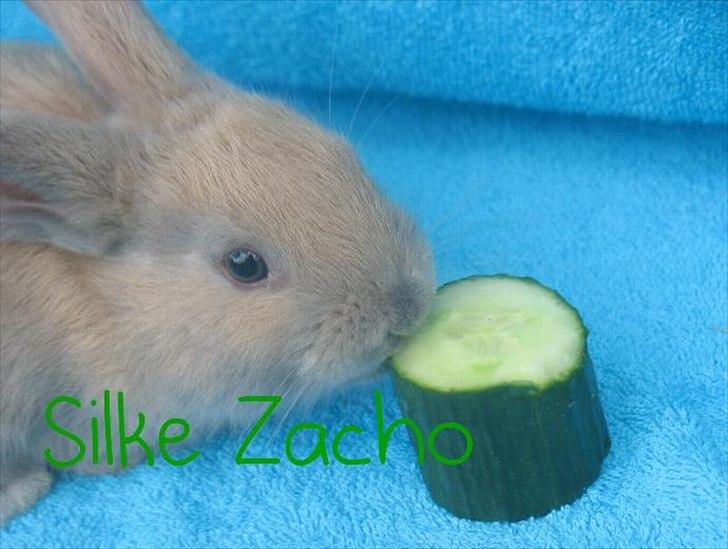 Kanin Zachos Blue Al Jane - Blue spiser Agurk billede 4