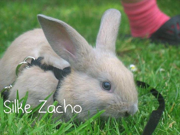 Kanin Zachos Blue Al Jane - Blue billede 7