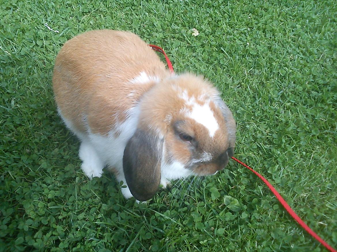 Kanin Zentas Holly-wood billede 1