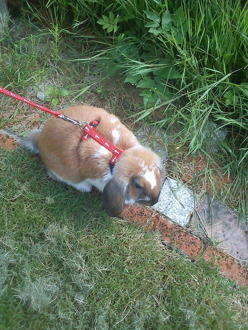 Kanin Zentas Holly-wood billede 2