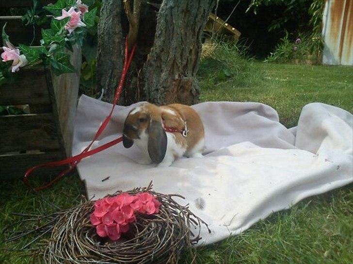 Kanin Zentas Holly-wood billede 4