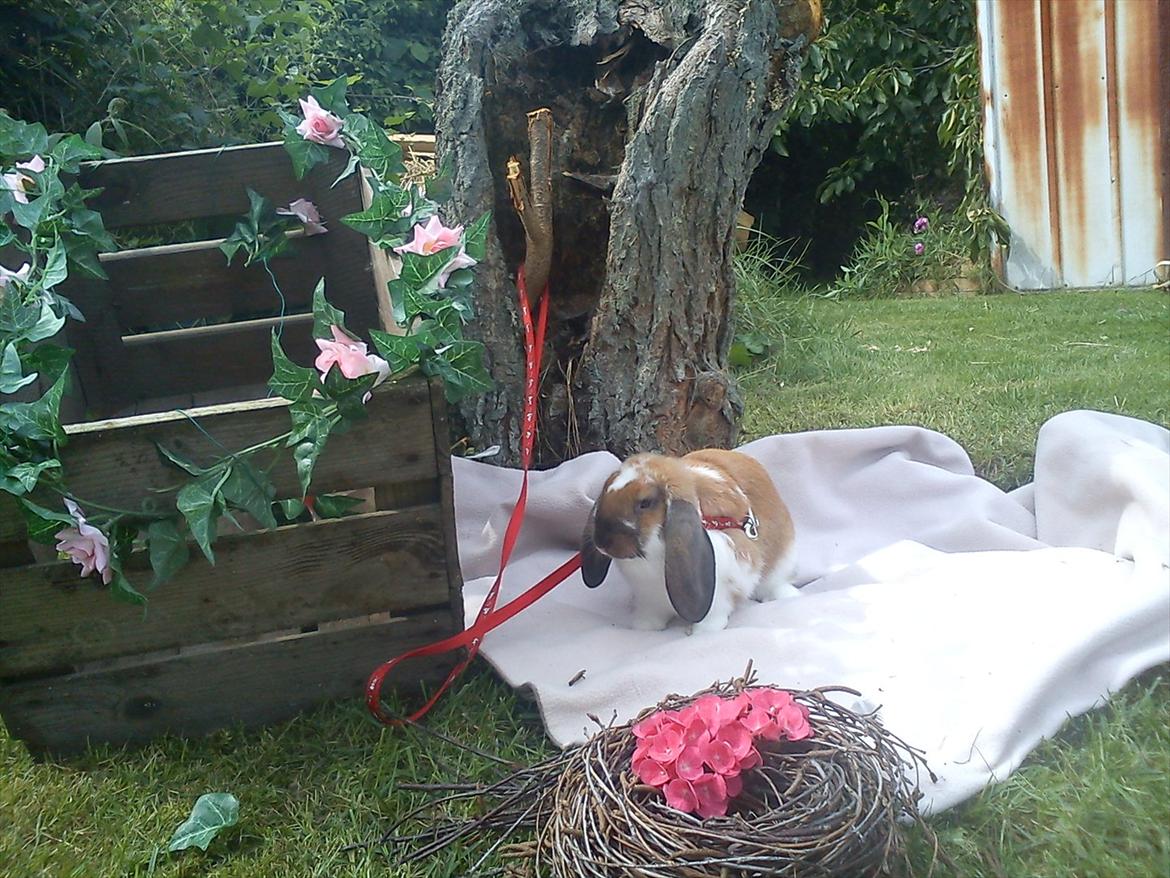 Kanin Zentas Holly-wood billede 5