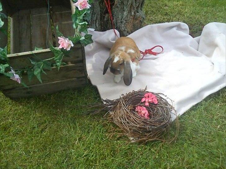 Kanin Zentas Holly-wood billede 7