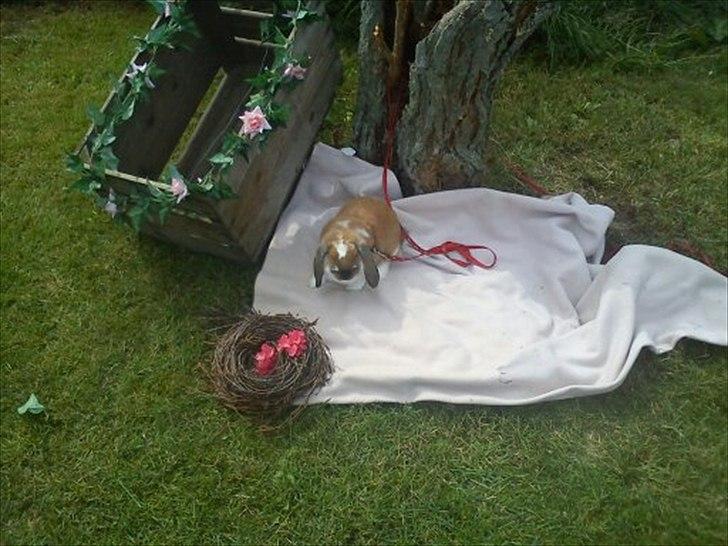 Kanin Zentas Holly-wood billede 8