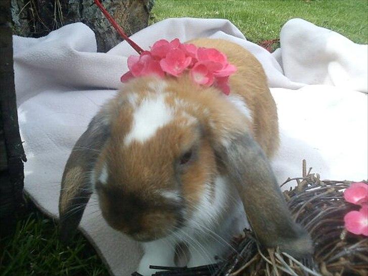 Kanin Zentas Holly-wood billede 10