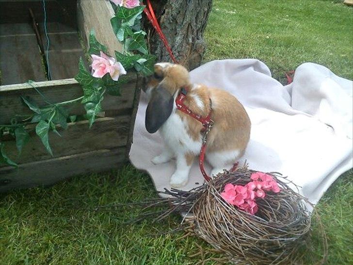 Kanin Zentas Holly-wood billede 11