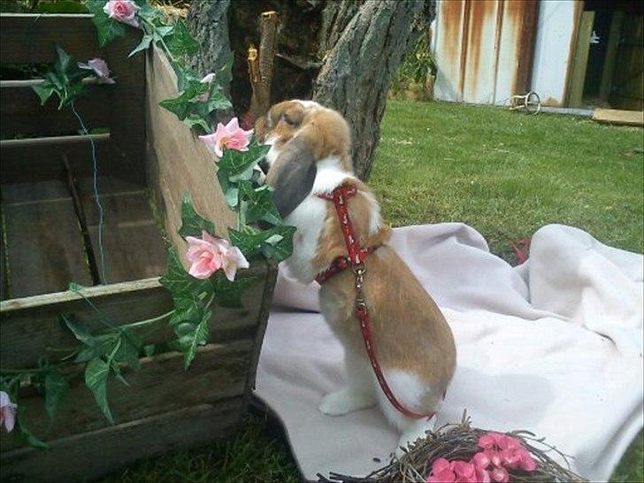 Kanin Zentas Holly-wood - hvad mon der er der oppe billede 12