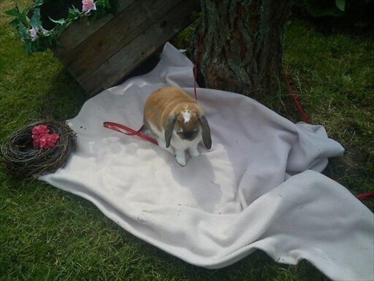 Kanin Zentas Holly-wood billede 13