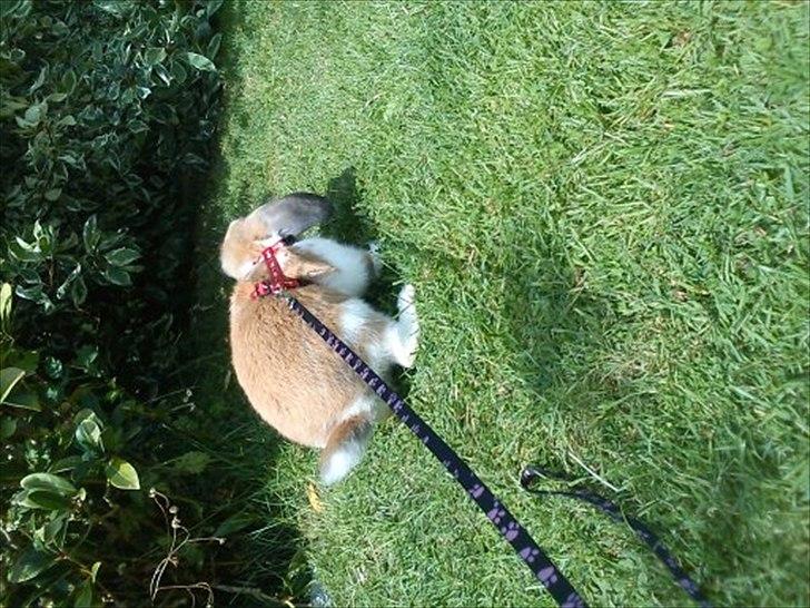 Kanin Zentas Holly-wood - hej hej vi ses billede 14