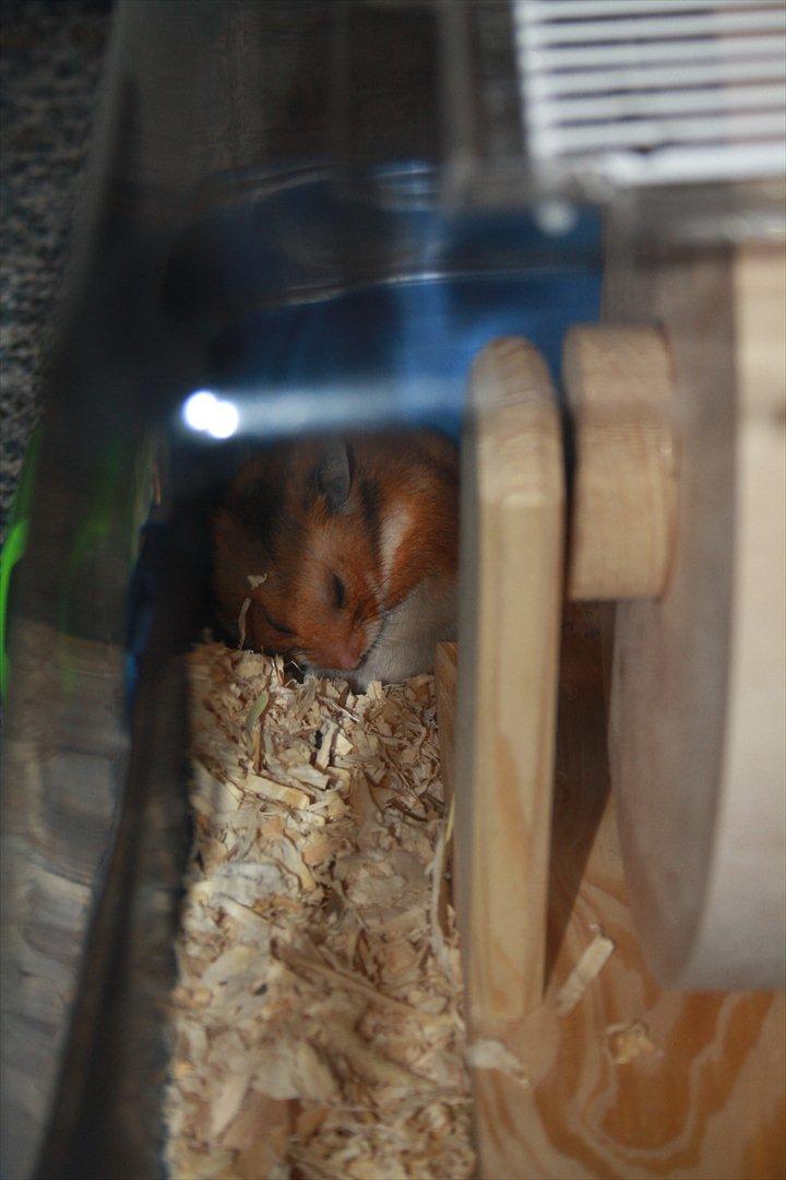 Hamster Rody billede 9