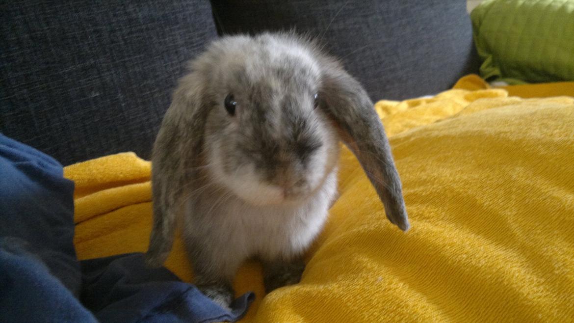 Kanin Nikki billede 6