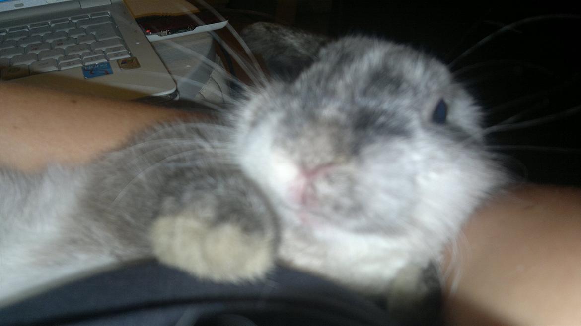 Kanin Nikki billede 8