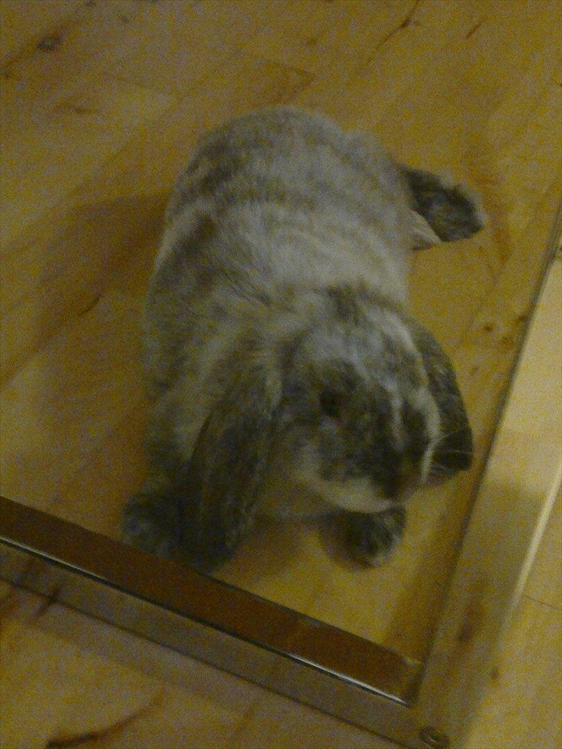 Kanin Nikki billede 9