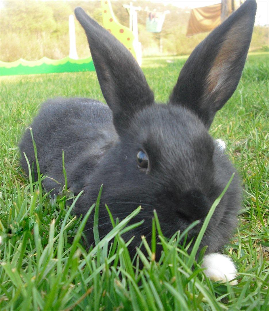 Kanin Sofiagaardens Rubber ball billede 1