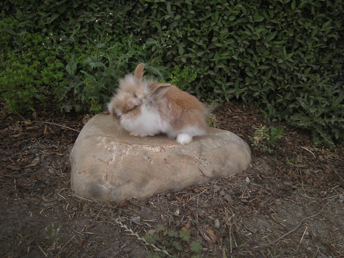 Kanin Thea. †Sleep good my angel†  billede 8