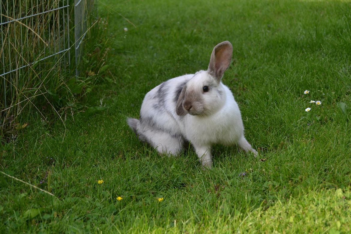 Kanin Æblehavens Mozilla Firefox billede 10