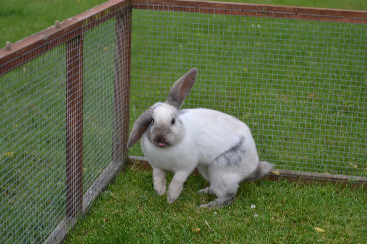 Kanin Æblehavens Mozilla Firefox billede 11