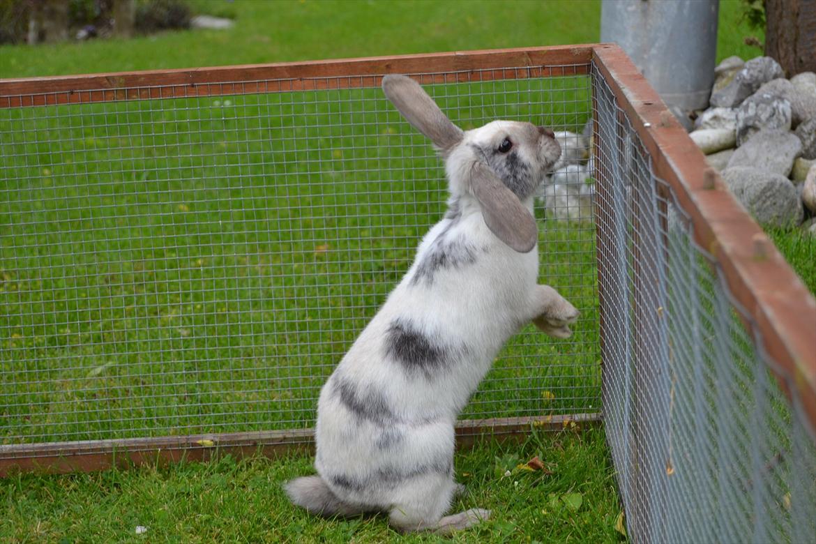 Kanin Æblehavens Mozilla Firefox billede 12