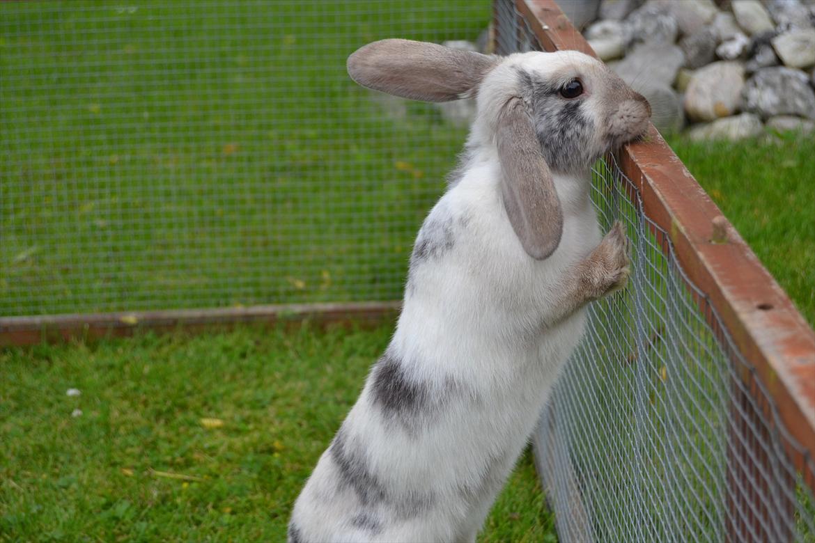 Kanin Æblehavens Mozilla Firefox billede 13