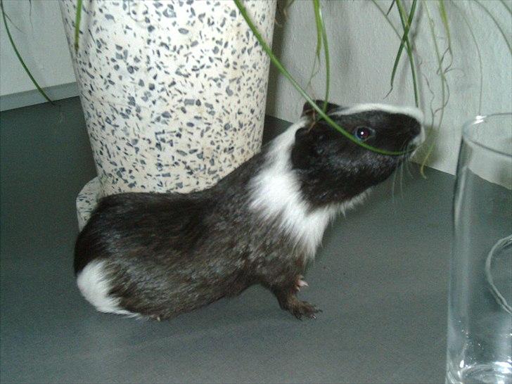 Marsvin Ronaldo billede 1