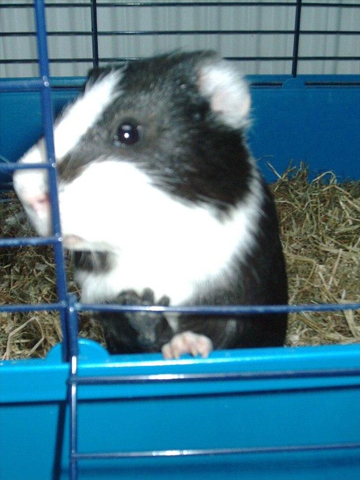 Marsvin Ronaldo billede 3